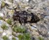 Leiopus sp.